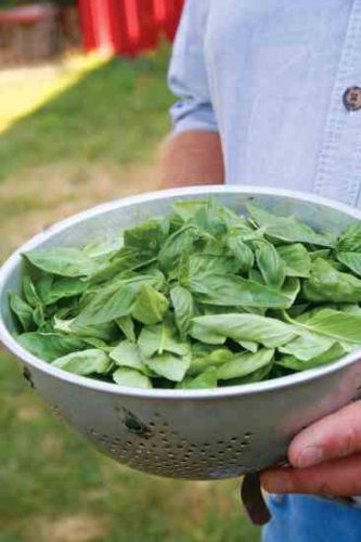 On the Bright Side: Ideas for Extra Basil
